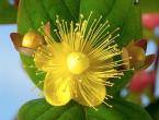 Why is St. John's wort called that?