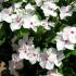 Catharanthus: growing from seeds at home