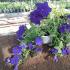 Pinching petunia for lush flowering