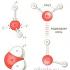 The structure of water This complex molecule