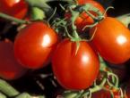 De Barao tomatoes: growing in open ground and greenhouse Tomatoes de Barao when to sow in Siberia