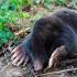 What a mole looks like - real photos and description What a small mole looks like