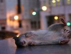 Dream interpretation rat: rats in a dream - interpretation of sleep online