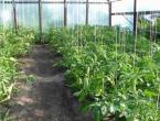 How to tie tomatoes in a greenhouse and in open ground: methods