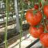 The best varieties of tomatoes for growing in a greenhouse (polycarbonate or film): an overview of the best tomatoes