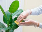 Common houseplant diseases: sticky leaves Red spots on houseplants