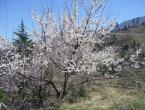 Description of self-fertile apricot varieties