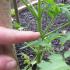 How to properly form tomatoes in a greenhouse and open field Features of the formation of tomato bushes