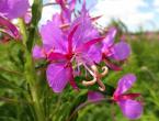 Useful properties and contraindications of fireweed for men Ivan tea medicinal properties of men