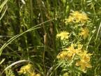 St. John's wort: photo, description, medicinal properties