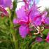 Useful properties and contraindications of fireweed for men Ivan tea medicinal properties of men