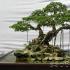 Kuinka kasvattaa bonsai-puuta: suosituksia miniatyyri kasviston hoitoon Mitä bonsaipuita kutsutaan Japanissa