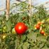 Tomatoes for the greenhouse sweet varieties