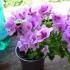 When to plant royal pelargonium so that it blooms: tips Geranium leaves simple or complex