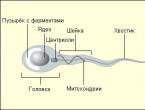 Agglutination is an insidious and dangerous pathology. Possible types of agglutination when determining blood type