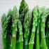 Asparagus sickle-shaped: home care for a plant with 