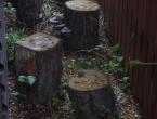 Growing oyster mushrooms on stumps in the country Growing oyster mushrooms in the garden