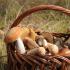 Delicious and simple dishes of boletus and aspen mushrooms