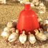 Chicken feeder: do it yourself Types of chicken feeders