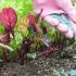 Why beet leaves turn yellow, redden, curl and wither