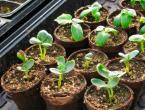 Growing melons and gourds in the central regions of Russia