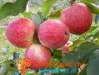 Apples variety green speckled