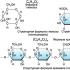 What came before: nucleic acid or protein