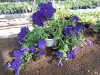 Pinching petunia for lush flowering