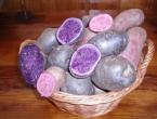 Purple potatoes: description of varieties