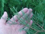 Cossack juniper: description, planting and care, cultivation and propagation