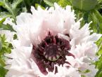 Annual poppy, perennial, varieties, oriental poppies, peony, cultivation from seeds