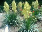 What is a yucca flower?