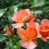 Planting roses in spring Hybrid tea rose pink