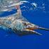 Angler's Dream - Black Marlin Atlantic Blue Marlin