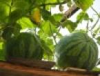 Rules for planting and growing watermelons and melons Planting and growing watermelons and melons in open ground