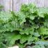 Rhubarb: features of cultivation in the open field Morse from rhubarb