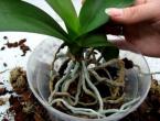 Caring for orchids in a pot at home Orchid flowers how to care