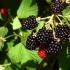 Blackberries, mashed with sugar for the winter