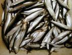 How Russian sprats are made