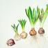 Grating of hyacinths in the fall in open soil