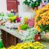 Why don't chrysanthemums bloom at home?