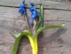 Snowdrops, or primroses Planting scilla in open ground