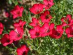 Flax: planting and care in the open field, perennial blue flax