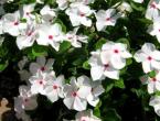 Catharanthus: growing from seeds at home