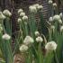 Leek, perennial onions, garlic