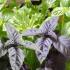 Basil purple useful properties and contraindications Basil strengthens the immune system