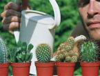 The benefits of cacti and care at home