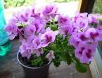 When to plant royal pelargonium so that it blooms: tips Geranium leaves simple or complex