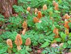 Is it possible to eat morels in spring?