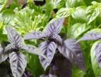 Basil purple useful properties and contraindications Basil strengthens the immune system